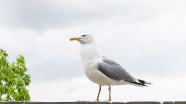 Deniz martı kuşu kartpostal