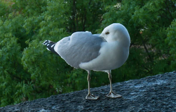 Postal pájaro gaviota marina —  Fotos de Stock