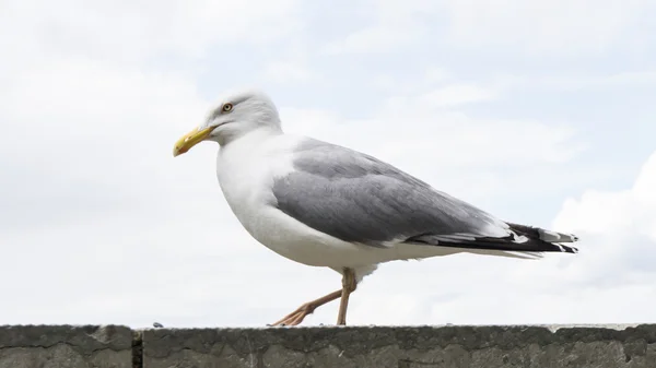 Sea gull vogel briefkaart — Stockfoto