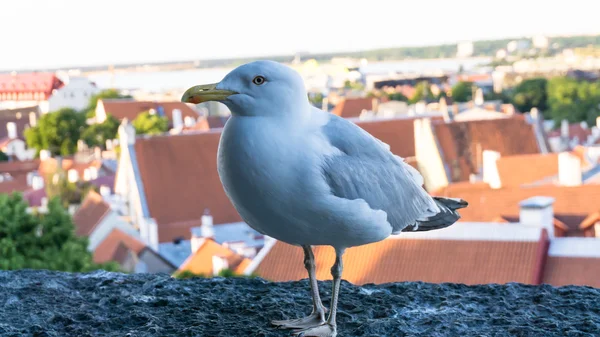 Cartão postal da gaivota do mar — Fotografia de Stock