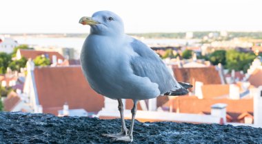 Deniz martı kuşu kartpostal