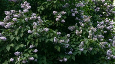  Eflatun çiçek yaprakları ile