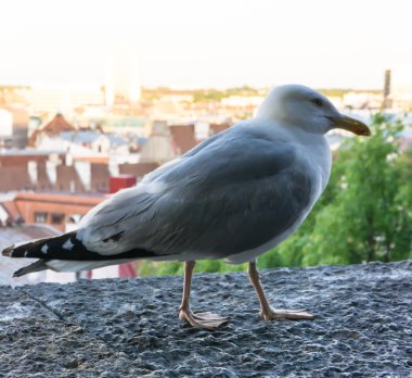 Deniz martı kuşu kartpostal