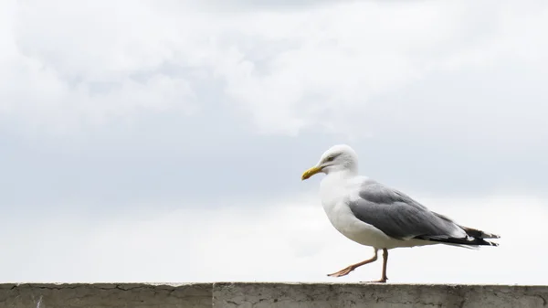 Sea gull pták pohlednice — Stock fotografie