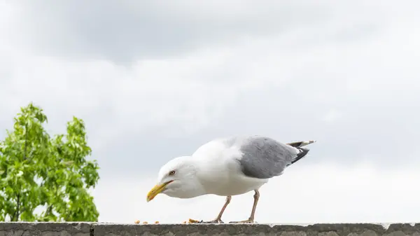 Carte postale oiseau goéland marin — Photo