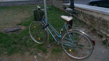 Bisiklet üzerinde tünemiş karga