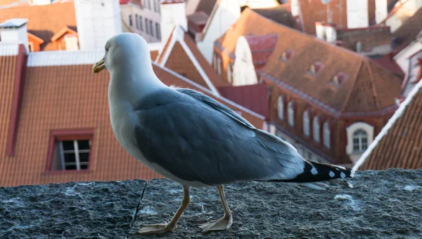 Sea gull animal — Stock Photo, Image