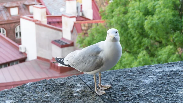 Cartão postal da gaivota do mar — Fotografia de Stock