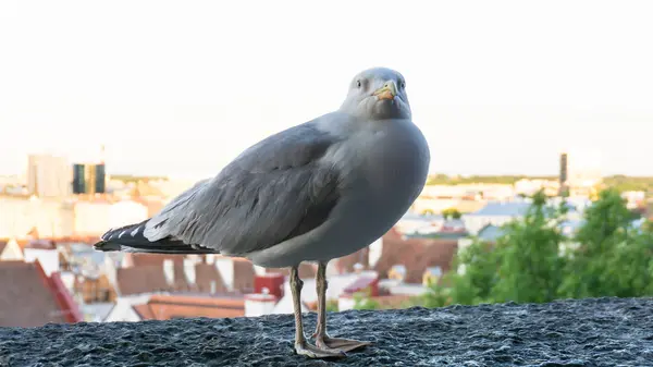 Cartão postal da gaivota do mar — Fotografia de Stock