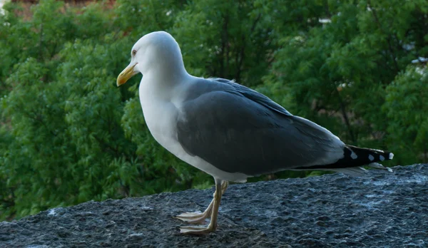 Sea gull vogel — Stockfoto