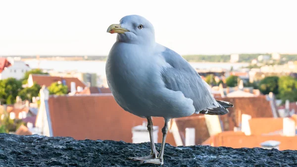 sea gull bird postcard