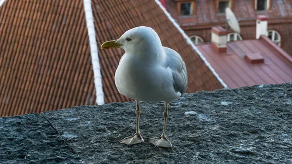 Sea gull pták pohlednice — Stock fotografie