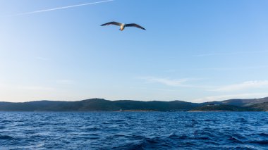 Deniz Adriyatik Denizi hakkında uçan martı