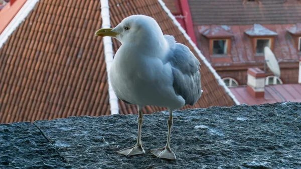 Tengeri sirály madár képeslap — Stock Fotó