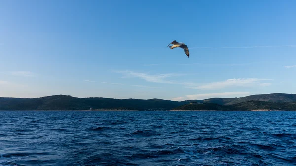 Sea gull flying about the Adriatic sea — Stock Photo, Image