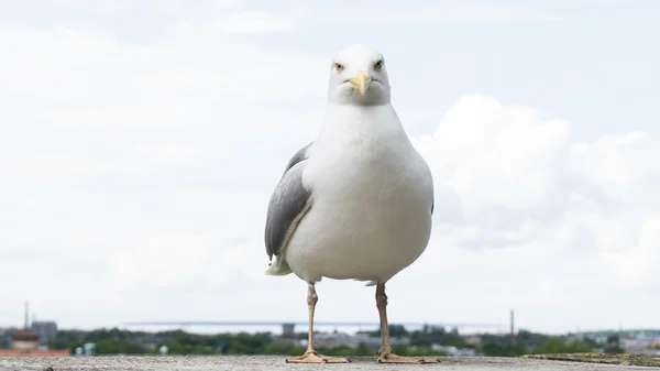 Postal pájaro gaviota — Foto de Stock