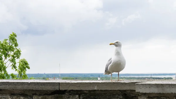 Ave da gaivota — Fotografia de Stock