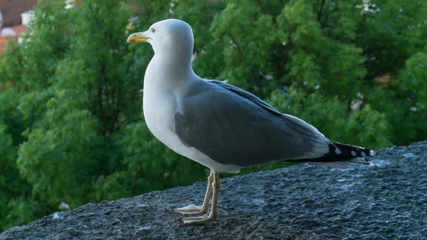 Sea gull bird postcard — Stock Photo, Image