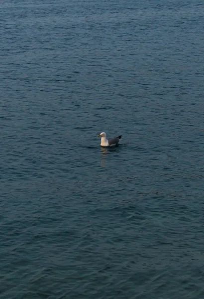 Sea gull vliegen over de Adriatische Zee — Stockfoto