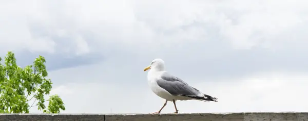 海鸥的鸟明信片 — 图库照片