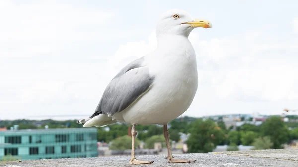 Racek pták — Stock fotografie