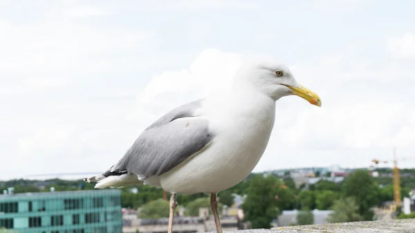 Sea gull pták pohlednice — Stock fotografie