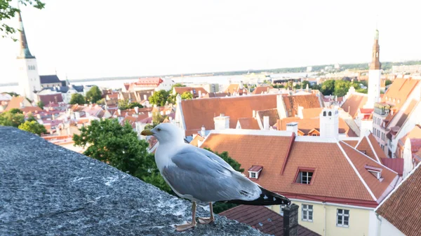 sea gull bird postcard