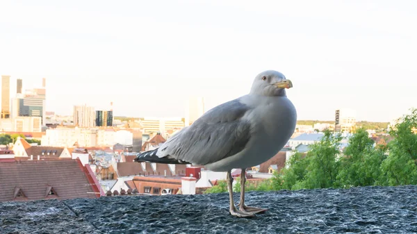 Sea gull bird postcard — Stock Photo, Image