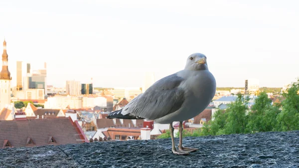 Sea gull ptak — Zdjęcie stockowe