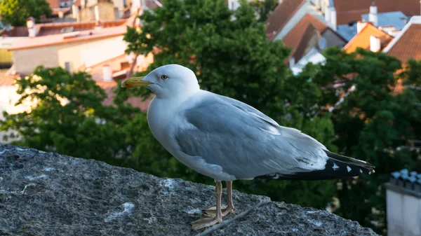Cartão postal da gaivota do mar — Fotografia de Stock