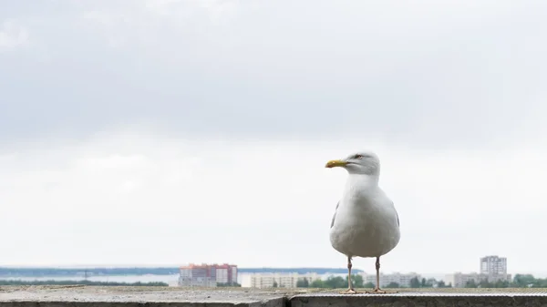 Ave da gaivota — Fotografia de Stock
