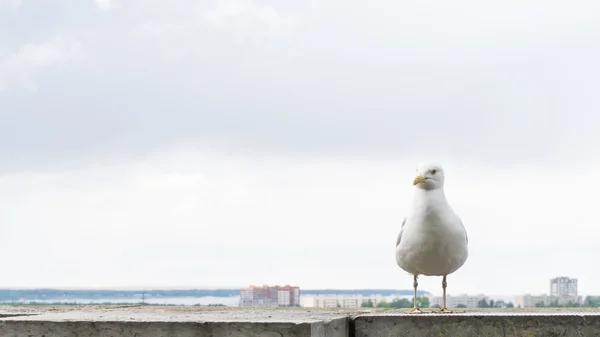Pocztówka ptak Sea gull — Zdjęcie stockowe