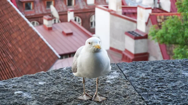 Madár tengeri sirály — Stock Fotó