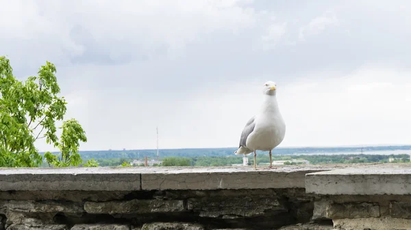 Sea gull ptak — Zdjęcie stockowe