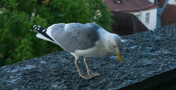 Ave da gaivota — Fotografia de Stock