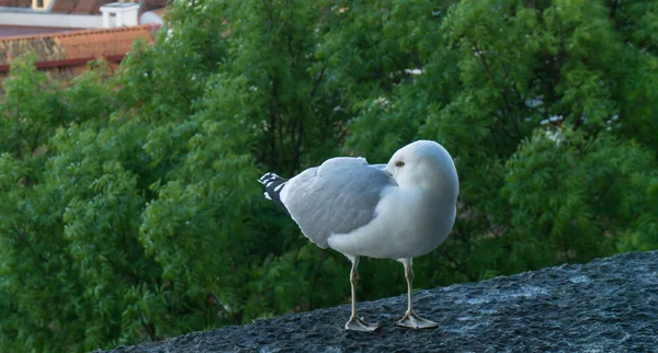 Möwenpostkarte — Stockfoto