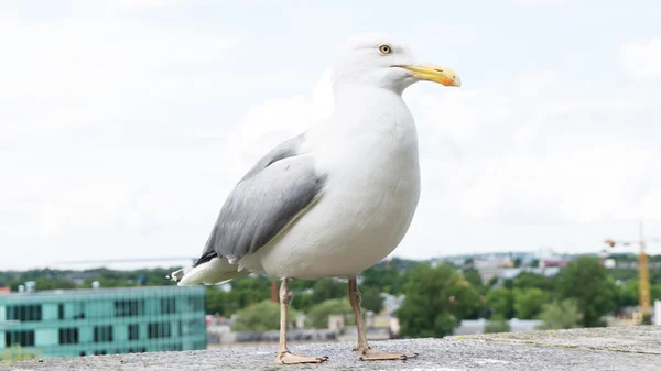 Tengeri sirály madár képeslap — Stock Fotó