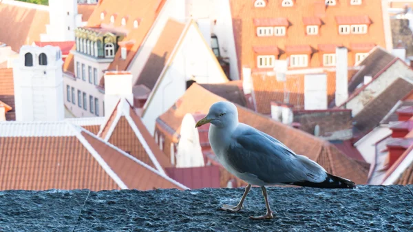 Sea gull bird postcard — Stock Photo, Image