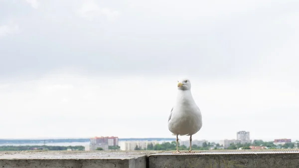 Möwenpostkarte — Stockfoto