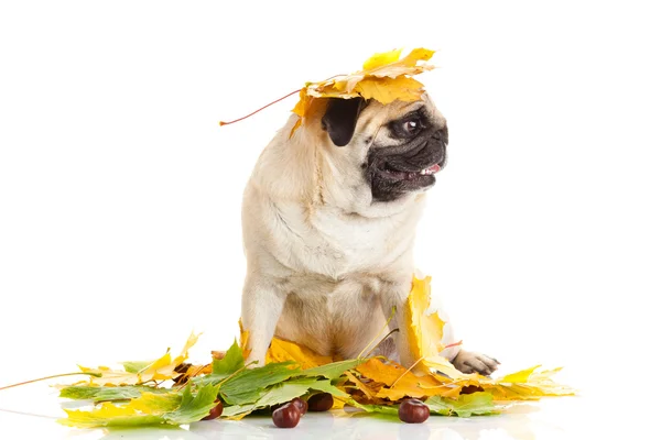 Cane carlino isolato su sfondo bianco, autunno, foglie Foto Stock Royalty Free