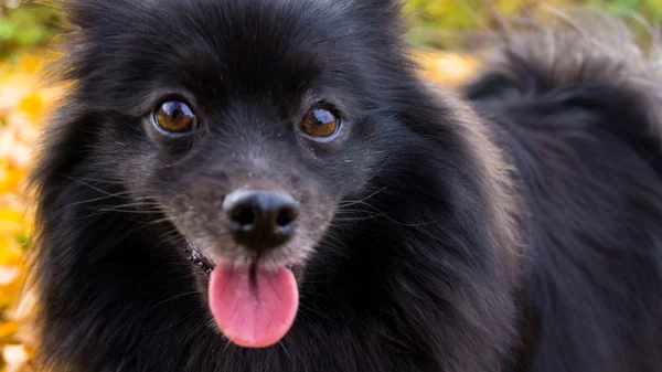 Pomeranian dog. spitz — Stock Photo, Image