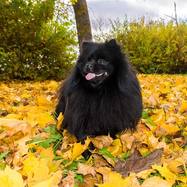Pomeranian hund. Spitz — Stockfoto