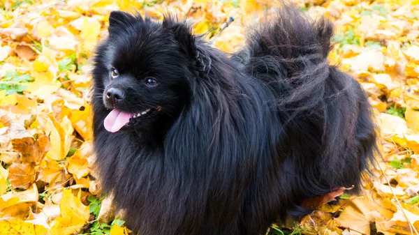 Pomeranian dog. spitz — Stock Photo, Image