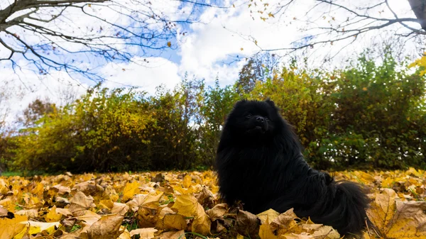 Pomeranian hund. Spitz — Stockfoto