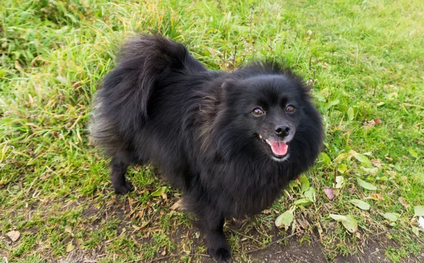 Pomeranian cão alemão spitz ao ar livre — Fotografia de Stock