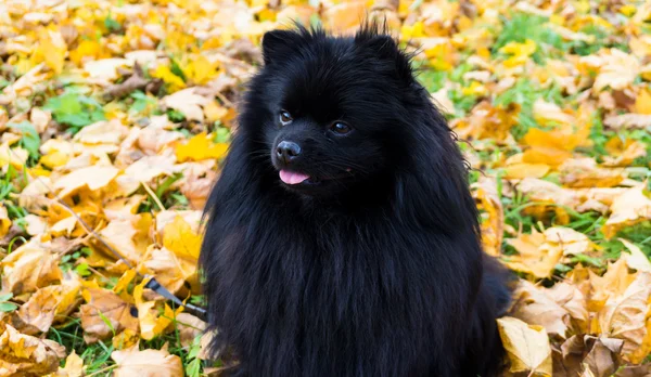 Pomerania perro alemán spitz otoño temporada — Foto de Stock