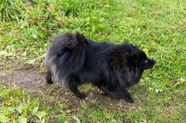 Pomerania perro alemán spitz al aire libre — Foto de Stock