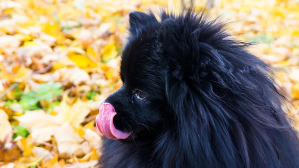 Pomeranian hund tyska spitz höstsäsongen — Stockfoto