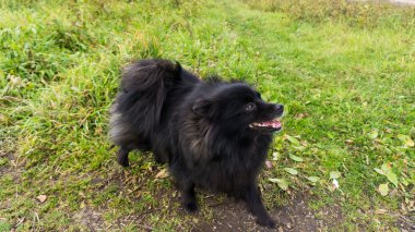 Pomeranian köpek Alman spitz açık