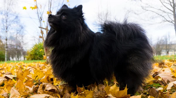 Pomeranian dog german spitz autumn season — Stock Photo, Image